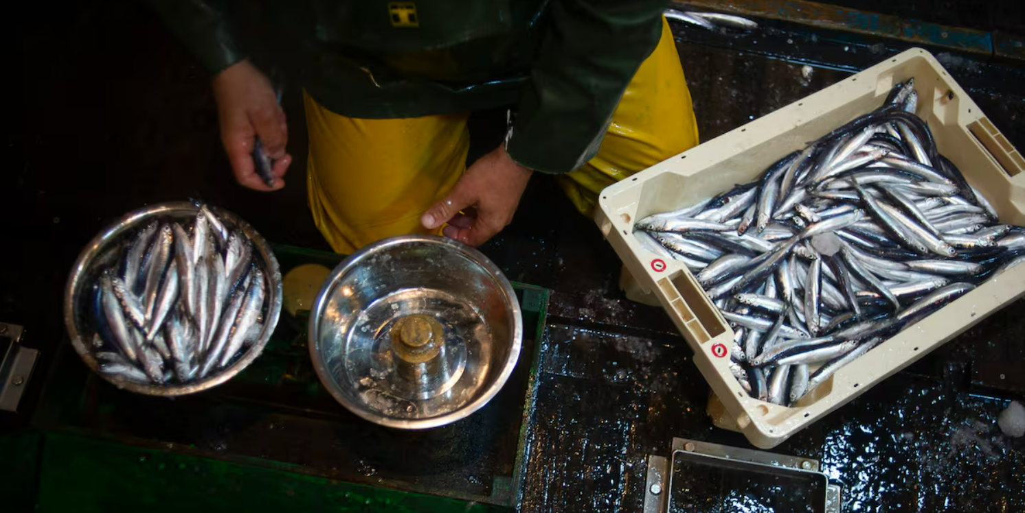 Comer sardinas podría evitar hasta 750.000 muertes prematuras en 2050